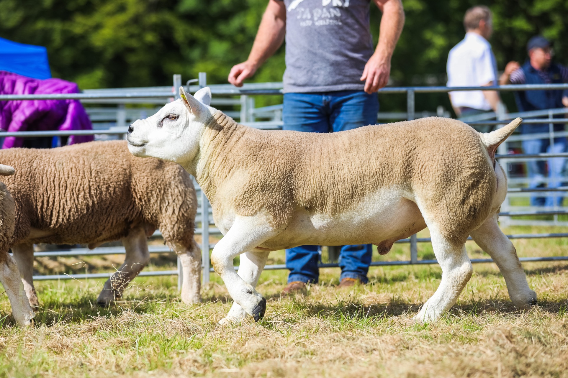 Strut your stuff - livestock with attitude