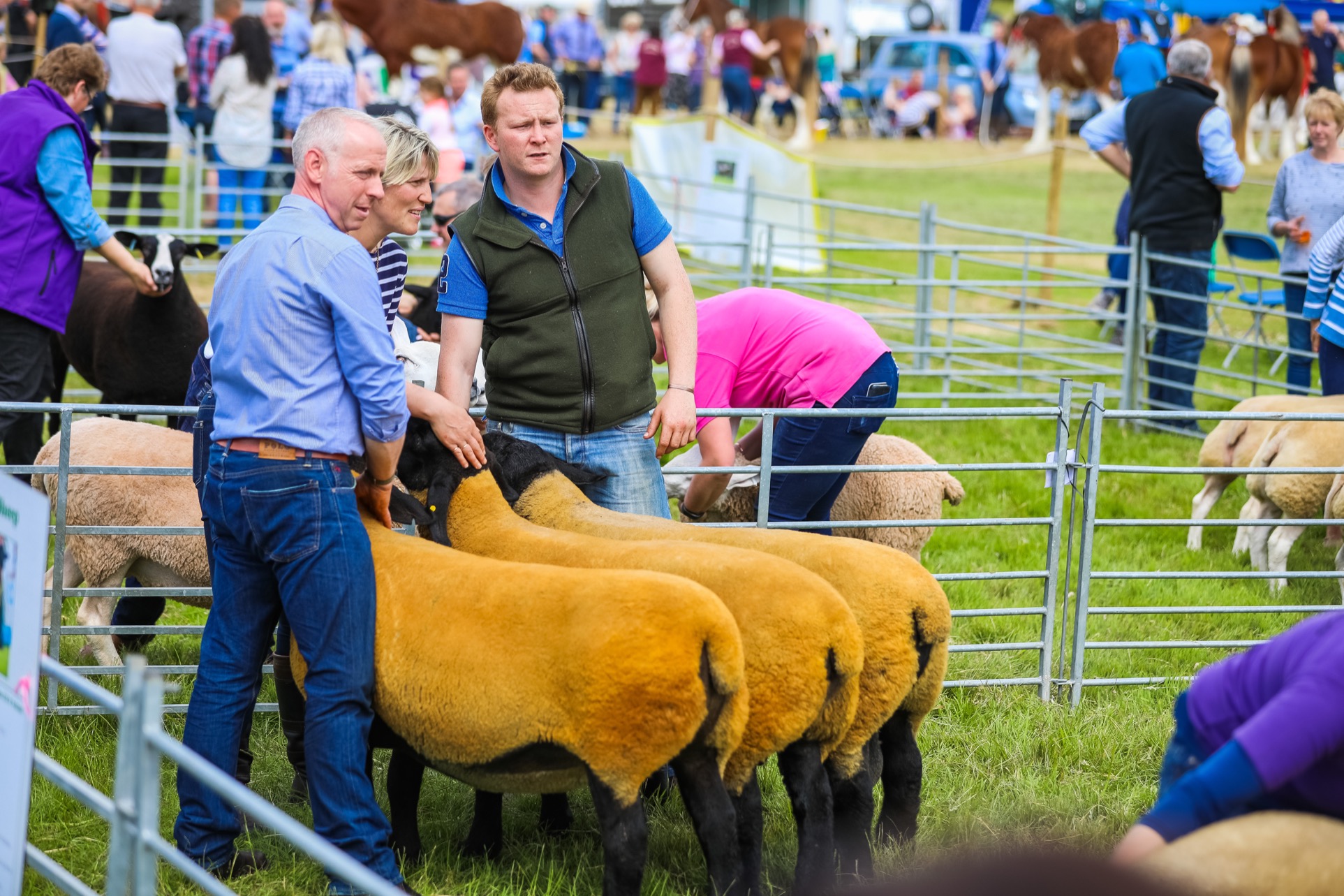 Suffolk sheep in the ring