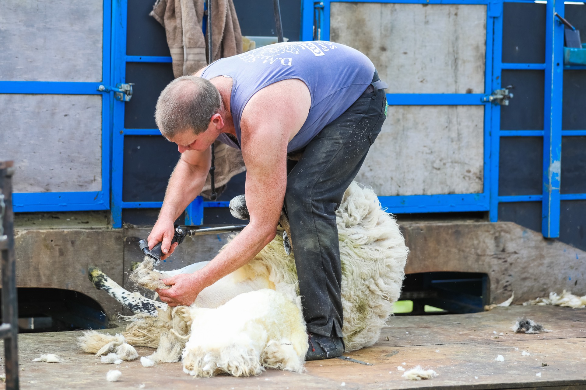 Let other folk do the work - sheep shearing demonstration
