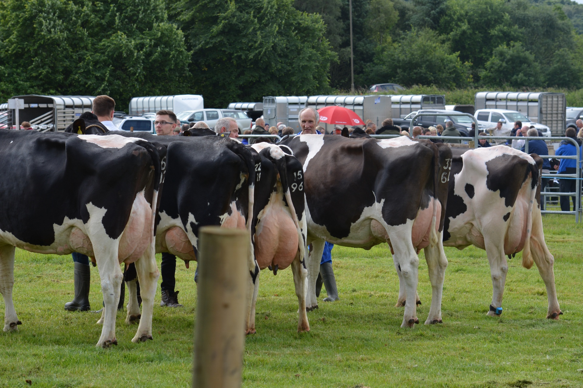 Dairy cattle and milking demonstration unit