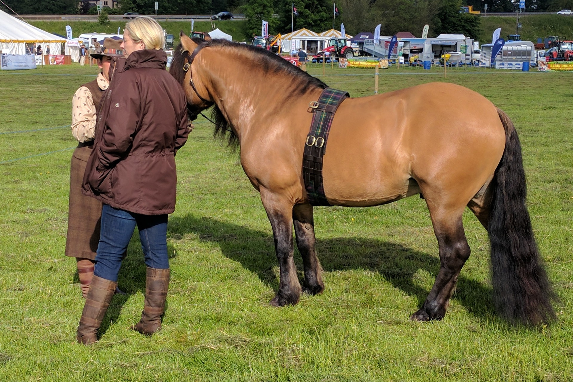 Highland Ponies