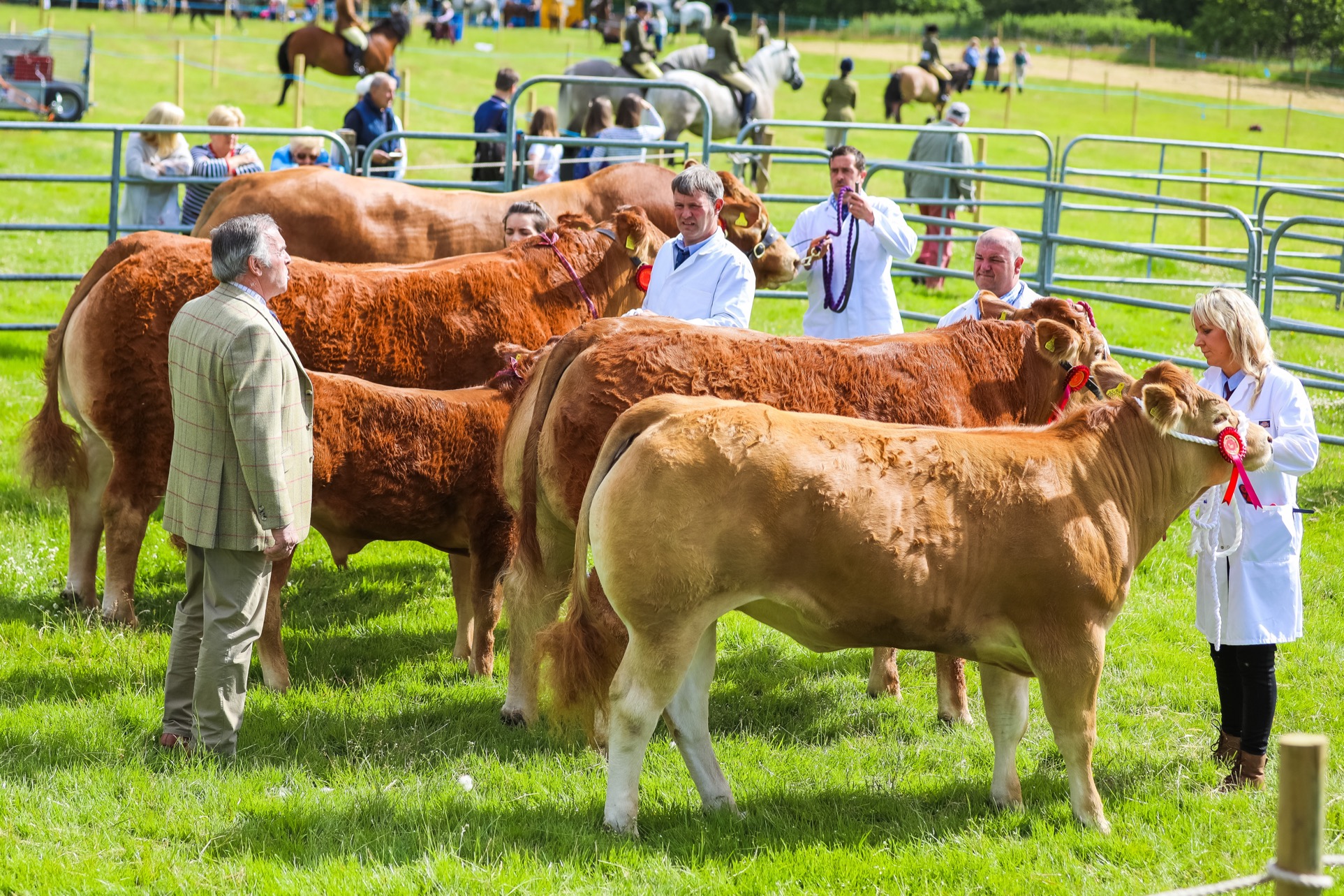 Tense moments in the Limousin cattle judging ring...