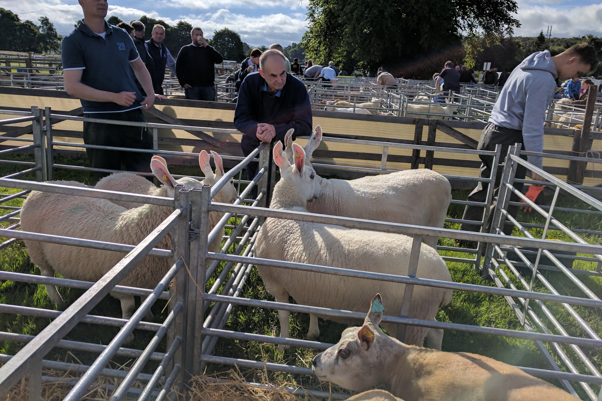 Walk through the livestock lines of sheep, cattle and goats