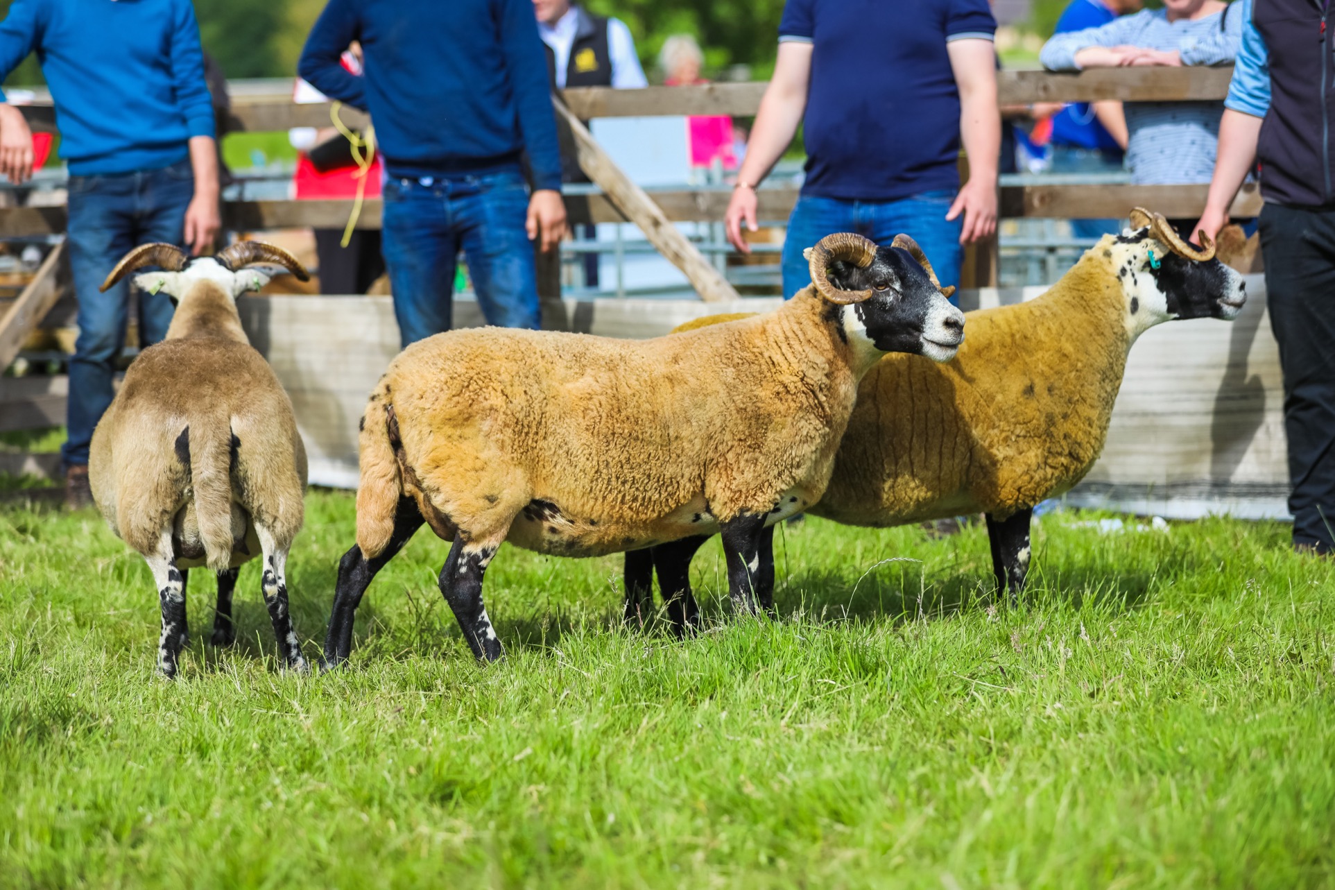 Blackface sheep groomed to perfection